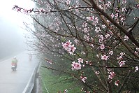 桃、李、杏、櫻報到,冬春霧季妝點地區春節美景。(圖/文:邱竟瑋)