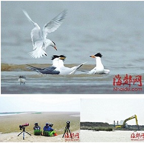 閩江口黑嘴端鳳頭燕鷗現蹤。(圖:海都網)