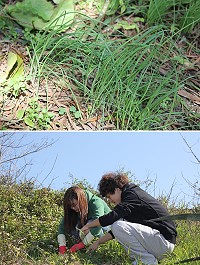 咸豐草佔去野蔥成長空間,今年野蔥量讓人失望。(圖/文:林冰芳)