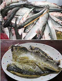 莒光漁民捕獲上百斤豆子魚,常被誤認為是烏魚的豆子魚其肉質比烏魚更細緻。(圖/文:林冰芳)