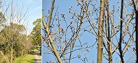 　橋仔道場櫻木花道櫻花含苞待放，近期可望全面盛開。（圖／文：陳鵬雄）