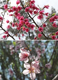 　櫻．桃。（圖／文：林冰芳）　