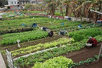 馬祖務農人口高齡者多,會員所耕種蔬菜以前主要供應軍方伙食需求。(圖/文:邱竟瑋)