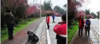 　南竿山線沿路山櫻花嬌豔盛開，吸引不少民眾舉家出遊賞花，不過前陣子的濃霧加大雨，讓山櫻花是落英遍地，一些遊客把落地的花瓣收集高高拋起，來個人造「櫻吹雪」自娛娛人。（圖／文：曹重偉）