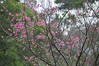 　道場櫻花開。（圖／文　陳鵬雄）