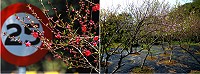 　全國最北的櫻花、桃花也已綻放，北海苗圃一帶賞花最佳。（圖／文：陳其敏）