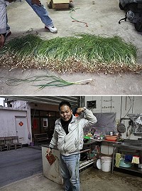 野蔥達人曹天福清楚知道尋找野蔥的技巧,因此他總是能輕易地採到又大又多的野蔥。(圖/文:林冰芳)