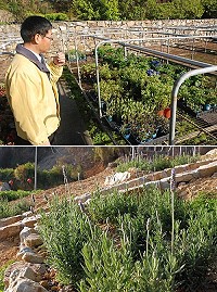 　縣府建設局去年引進約百種香草植物培苗，今年則選擇鐵板社區試種，建設局說，將來若成效良好，將朝食品與日用品等多元加工方向推廣。（圖／文：邱竟瑋）