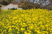 　油菜花開。（圖與文：陳鵬雄）