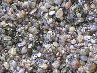 目前研究花蛤(海瓜子)人工繁殖技術已可復育養殖。(圖片來源:農委會水產試驗所海水繁養殖研究中心)