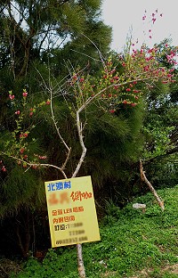 　「櫻」勢順導。（圖／文：陳其敏）