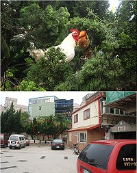 清水雞隻夜啼擾人清夢?環保局表示,將前往瞭解。(圖/文:邱竟瑋)