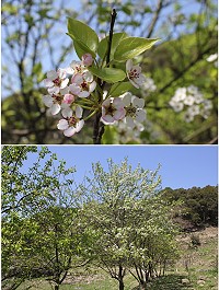 豆梨盛開,優柔白花最能佔據記憶卡容量。(圖/文:林冰芳)