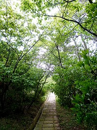 　東引南澳泰山府步道，林木翠綠，宛如綠色隧道。（圖／文：陳其敏）
