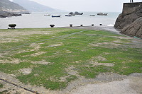 綠油油的碼頭　圖與文：陳鵬雄