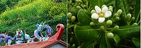 春天到,油菜花、海桐花接力登場,為東引帶來蓬勃生機。(圖/文:陳其敏)
