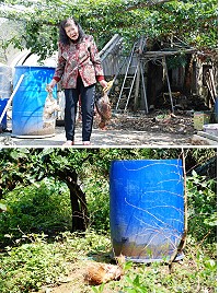 野狗一夕咬死八隻的飼養雞!福澳北極星民宿葉福仙女士拿著被咬死的雞,對於野狗肆虐完全無能為力,從去年起到今年損失已經超過五十隻,半年的辛苦一夕之間化成灰燼,滿山被咬死的雞隻,確實讓人情何以堪。(圖/文:劉秋月)