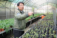 　建設局農業輔導出新招！協助農民契作枸杞葉，地區雲津茶坊將保價收購一公斤200元，是目前高麗菜收購價的20倍，不過契作者必須採無毒種植，只要長出十公分即可採收。（圖／文：劉秋月） 