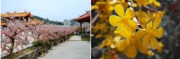 天后宮入口左側的造景樹,假花瓣四周圍都是鋸尺狀,民眾反映會有割傷之虞,天后宮廟委會表示,近期將會設置警告標示牌,提醒民眾勿以手觸摸。(圖/文:劉秋月)