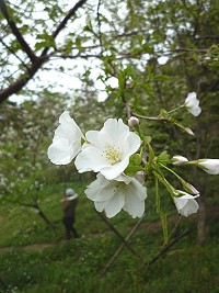 東引北澳村附近山坡林地,開出既像是杏花、又像是梨花的白色花朵。(圖/文:陳其敏)