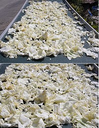 農家選擇將季末的高麗菜曝曬成菜乾延長食用期。(圖/文:林冰芳)