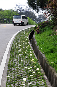 　清明即景。（圖與文：曹重偉）