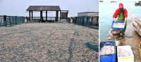 橋仔漁民意外捕獲大量白巾魚,新鮮漁獲曬成乾。(圖/文:陳鵬雄)