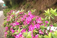 培育近10年有成,縣府建設局邀請鄉親假日散步欣賞杜鵑美景,把握春天最後的花期,抽空欣賞。(圖/文:邱竟瑋)
