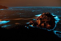 馬祖海濱「藍眼淚」現象經媒體報導,引發外界迴響,去年在南竿鐵堡以及東莒等地海岸邊都有發現。(圖:王建華提供,圖為去年所拍攝)