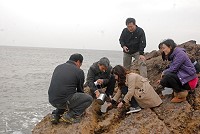 縣府昨於南竿鐵堡海濱採取水樣,並委請台大漁業科學研究所教授周宏農於近期內來馬採取發光體樣本,釐清「藍眼淚」之謎。(圖/文:邱竟瑋)