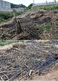 露天燃燒雜草險釀災!四維村天母宮前方草地昨天下午發生火警意外,消防局及環保局均呼籲雜草不能任意放火露天燃燒,以免觸法受罰;也將針對民眾陳情時段及區域加強巡查。(圖/文:曹重偉)