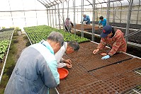 縣府建設局展開近15000株向日葵培苗作業,即日起亦受理離島申請種子,凡鄉親、社團與社區發展協會等有意栽種均可向建設局連繫,電話0836-22347。(圖/文:邱竟瑋)
