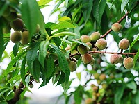 結「桃」纍纍　圖與文：陳其敏