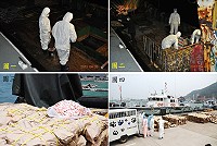 　（圖一、圖二）馬祖海巡隊25日晚間高登外海查獲近十噸的生雞爪走私案，正值H7N9流感疫情擴大，地區相關單位慎重其事針對物品、船隻及人員進行消毒，並拉起封鎖線。（圖：馬祖海巡隊提供）；（圖三、圖四）建設局亦於昨天一早派員前往將量體龐大的生雞爪載走進行全面銷毀，避免任何可能的禍患。（圖／文：劉秋月）