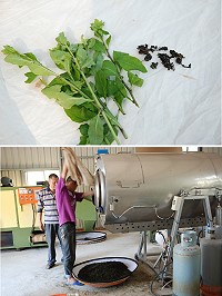 　雲津茶坊僱工採摘野生枸杞葉，近日正積極進行茶葉製作，而約520斤的枸杞葉，僅能產出60餘斤球狀茶乾，對於枸杞葉需求仍大，願意配合建設局保價收購，也請有意契作農民儘速領苗種植。（圖／文：劉秋月）