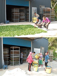 　雲津茶坊春茶大豐收，從台灣聘來採茶及製茶師傅，原來採茶是一項要與時間賽跑的工作，全身包緊緊的採茶姑娘，各個都是採茶速度一級快的高手。（圖／文：劉秋月）
