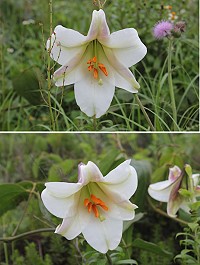 花季到!百合公園裡百合花初開。(圖/文:林冰芳)