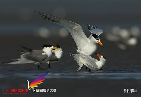 大陸國家Ⅱ級保護鳥類，全球極危物種，僅存不到100只。由於自1863年被正式命名後鮮有記錄，在20世紀末，許多鳥類學家相信該鳥種已經滅絕。直至2000年，人們才在馬祖列島發現其一個繁殖小種群，當時轟動了鳥類學界。攝影/陳林來(源於首屆大陸國家地理飛羽瞬間攝影大賽)。
