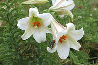 　聖母的花。（圖／文：林冰芳）
