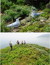 今年假燕鷗誘鳥計畫在北竿鐵尖島進行,島上放置30隻假鳥。(圖:台北市野鳥學會提供)