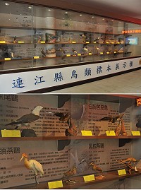 橋仔馬祖生態教育館完成裝修,內部陳展二十多種鳥類實體標本。(圖/文:陳鵬雄)