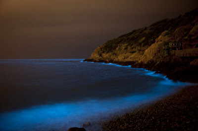 聚集於馬祖沿海的夜光藻在春末夏初、吹南風且天氣穩定的時候會發出藍色螢光, 此奇景被當地居民稱為「藍眼淚」。(圖/顧哲嘉提供)
