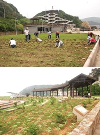 縣府建設局於福澳救生大隊前種植向日葵。(圖/文:邱竟瑋)