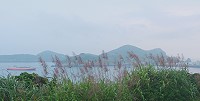 　馬祖芒花季壯闊登場。（圖／文：陳其敏）