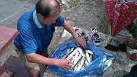 （魚翁）鮐來了！（圖：劉羽茵提供）