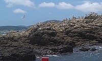 北竿鐵尖島出現近2千隻大鳳頭燕鷗,數量進入最高峰,其中至少包含有6隻的神話之鳥。(圖:吳洪官提供)