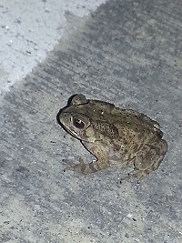 　有蛙出沒。（圖與文：林冰芳）