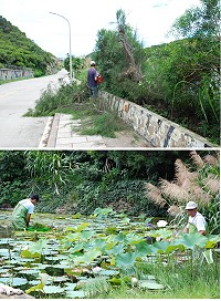 民眾反映四大金剛周邊路樹擋住人行道,建設局苗圃同仁昨天完成珠螺泳池至馬港路樹修剪,另亦進行荷花池增生藻類清理工作。(圖/文:劉秋月)