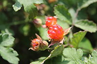 　紅梅消。（圖與文／林冰芳）