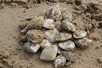 　南風吹福正沙灘沙蚌現蹤跡，為求沙蚌生態永續請挖蚌民眾放生小體型沙蚌。（圖／文：林冰芳）